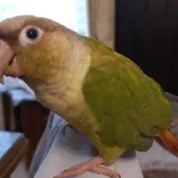 گمشده گیرینچیک