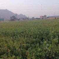 نهال پسته زمرد سبز