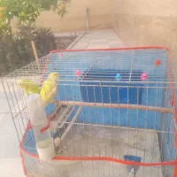 فروش دو عدد مرغ عشق درجه یک|پرنده|داراب, |دیوار