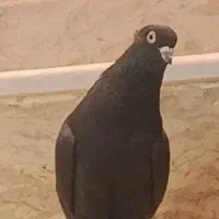 ماده زاغ آبادانی