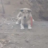 سگ پژدر ماده