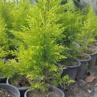 کاج لاوسون سطل ۳/۵ و ۴