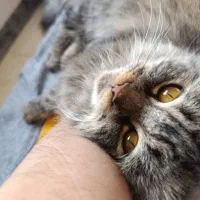 گربه ماده سیبری