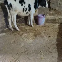 گوساله ماده