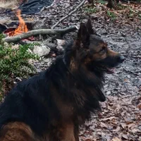 سگ ژرمن موبلند گم شده ۱۰ساله در سید مسعود