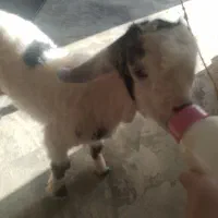 بیگ بازیگوش|حیوانات مزرعه|مسجد سلیمان, |دیوار