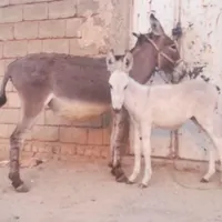 الاغ ماده جوان|حیوانات مزرعه|شیراز, سعیدیه جنوبی|دیوار