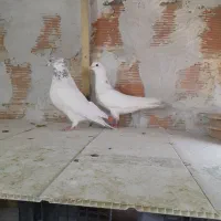 کفتر کبوتر