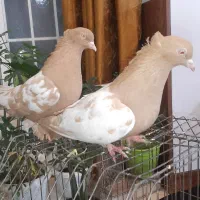 یک جفت سینه زرد|پرنده|کاشان, لتحر|دیوار