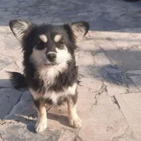 سگ پاپی نژاد گرگی چهار چشم|سگ|اصفهان, ارغوانیه|دیوار