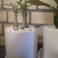 گلدان بنسای آدنیوم