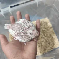 جوجه عروس هلندی|پرنده|شیراز, کوشک میدان|دیوار