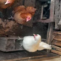 فروش چند عدد خروس سر حال|حیوانات مزرعه|قائم‌شهر, |دیوار