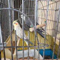 عروس هلندی جفت