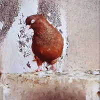 سینه سرخ زاغ دم سفید