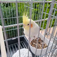 فروش عروس هلندی