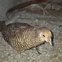 انواع محلی و زینتی|حیوانات مزرعه|مینودشت, |دیوار