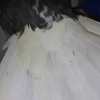 ۹تا کفتر|پرنده|شراء, |دیوار