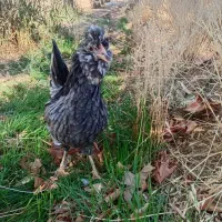 تخم مرغ نطفه دار گلین ریش چهلتاج منگوای طوسی ودودی