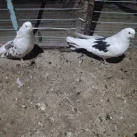 کبوتر پشت دار