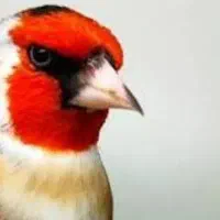 جفت سهره آماده جفت