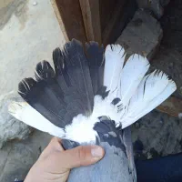 نر این ماده گم شده|حیوانات|اصفهان, قائمیه|دیوار