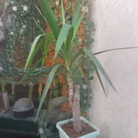 گل طبیعی یوکا|گل و گیاه طبیعی|قم, امامزاده ابراهیم|دیوار