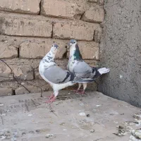 گلین دمگیر|پرنده|اصفهان, برازنده|دیوار