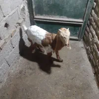 بیگ بز|حیوانات مزرعه|دزفول, |دیوار