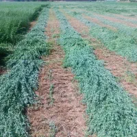 یونجه