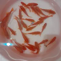 ماهی قرمز عید|ماهی|خمینی‌شهر, |دیوار