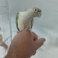 طوطی گرینچیک عروس هلندی راهب|پرنده|کرمان, |دیوار