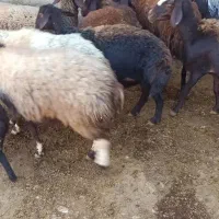 میش آبستن میش بره