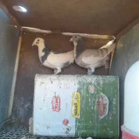 چنتاپرنده فروشی|پرنده|آباده, |دیوار