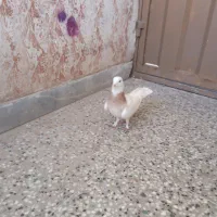 ماده طوق زرد|پرنده|کرمان, |دیوار