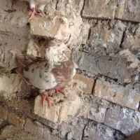 کفتر|پرنده|خرمشهر, |دیوار