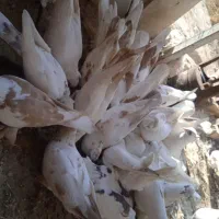 فروش کبوتر یکجا