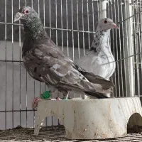 نروماده|پرنده|دزفول, |دیوار