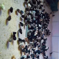 جوجه محلی عربی اصل