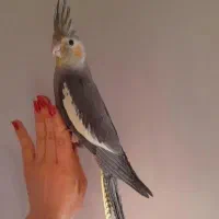 جوجه عروس خاکستری عروسک سخنگو فول رام