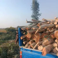 خرید انواع چوب|خدمات باغبانی و درختکاری|شوشتر, |دیوار