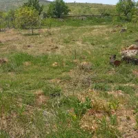 اجاره زمین یونجه