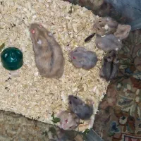 فروش همستر مینیاتوری|حیوانات مزرعه|کرمان, |دیوار