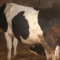 گوساله نر اصل هولشتاین مناسب دامازدخ و پروار بندی