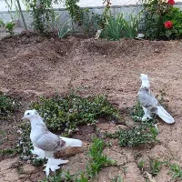 راعبی رواعب دوکت پشت مانند طاووس قناری طوطی باجوجه|پرنده|مشهد, شهید معقول|دیوار