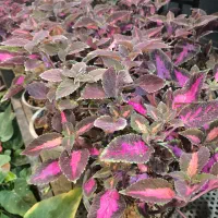 گل و گیاه آپارتمانی حسن یوسف|گل و گیاه طبیعی|تهران, عبدلآباد|دیوار