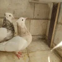 جفت کبوتر طوقی