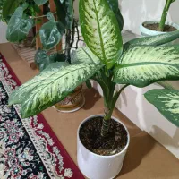 گل های شاداب|گل و گیاه طبیعی|بجنورد, |دیوار