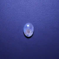 باباقوری چشم سفید بی نظیر