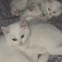 گربه بریتیش